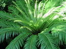 Blechnum Gibbum